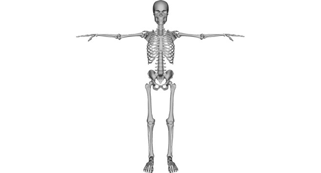 scheletul uman