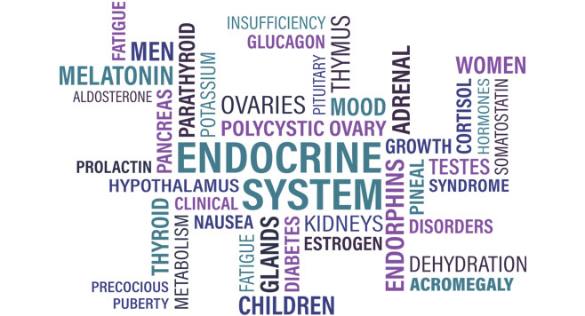 sistemul endocrin