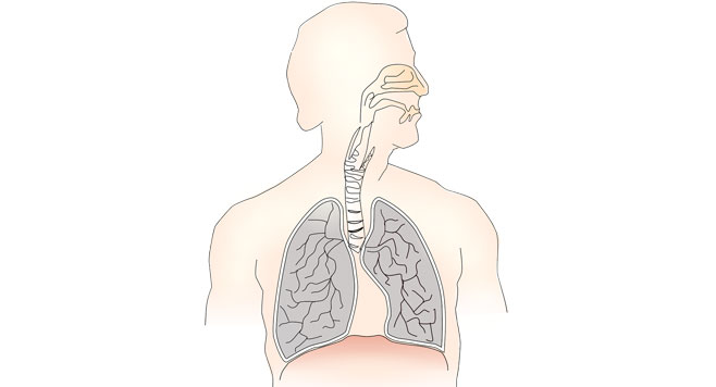 sistemul respirator