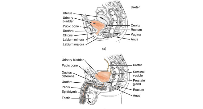 Uretra
